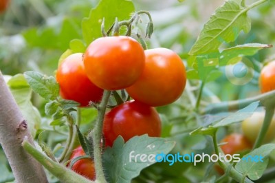 Plantation Of Tomatoes In The Organic Garden Stock Photo