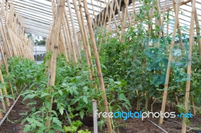 Plantation Of Tomatoes In The Organic Garden Stock Photo