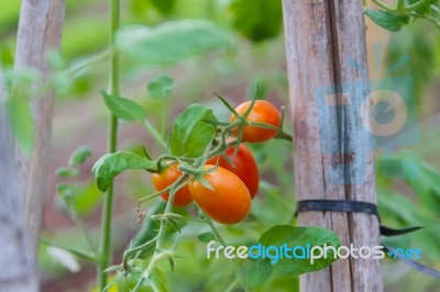 Plantation Of Tomatoes In The Organic Garden Stock Photo