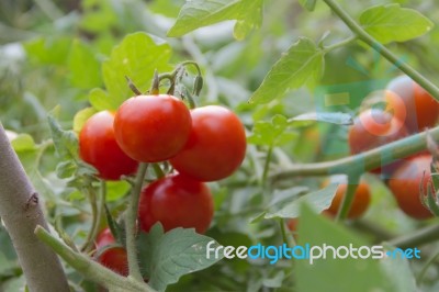 Plantation Of Tomatoes In The Organic Garden Stock Photo