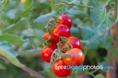 Plantation Of Tomatoes In The Organic Garden Stock Photo