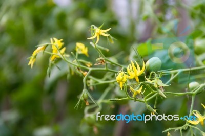 Plantation Of Tomatoes In The Organic Garden Stock Photo