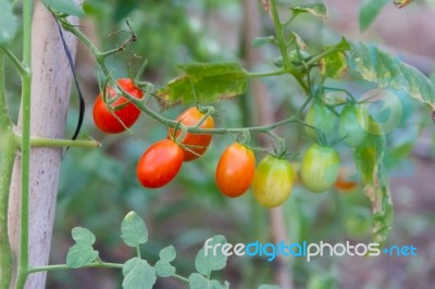 Plantation Of Tomatoes In The Organic Garden Stock Photo