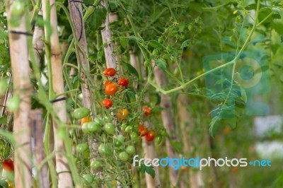 Plantation Of Tomatoes In The Organic Garden Stock Photo