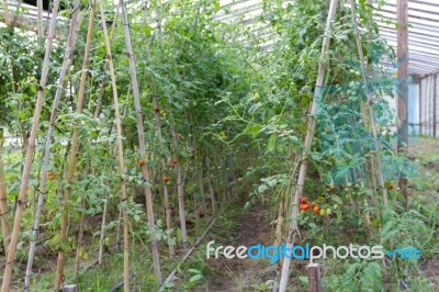 Plantation Of Tomatoes In The Organic Garden Stock Photo