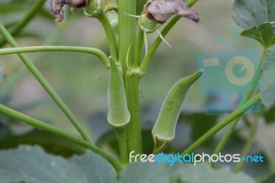 Plantation Of Turkish Shacks In Organic Garden Stock Photo