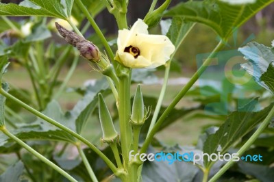 Plantation Of Turkish Shacks In Organic Garden Stock Photo