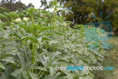 Plantation Of Turkish Shacks In Organic Garden Stock Photo