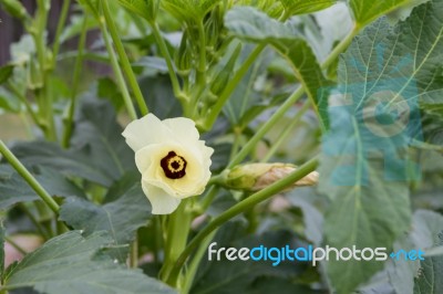 Plantation Of Turkish Shacks In Organic Garden Stock Photo