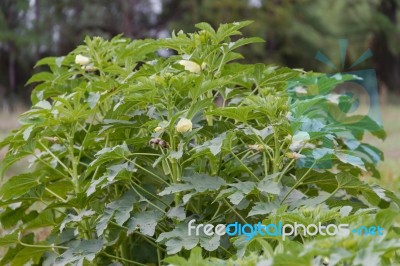 Plantation Of Turkish Shacks In Organic Garden Stock Photo