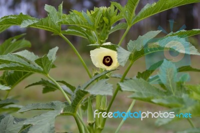 Plantation Of Turkish Shacks In Organic Garden Stock Photo