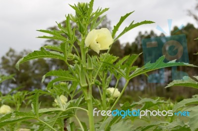 Plantation Of Turkish Shacks In Organic Garden Stock Photo