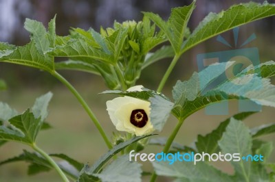 Plantation Of Turkish Shacks In Organic Garden Stock Photo