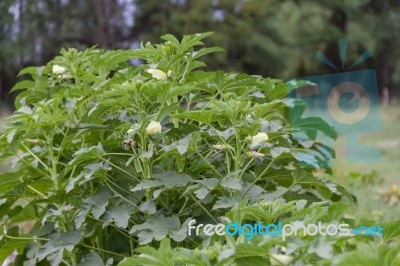 Plantation Of Turkish Shacks In Organic Garden Stock Photo