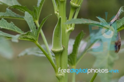 Plantation Of Turkish Shacks In Organic Garden Stock Photo