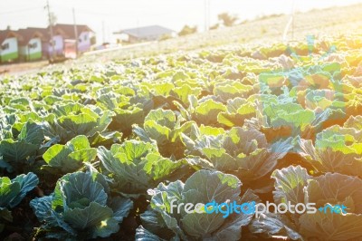 Planted Cabbage With Morning Sun Stock Photo