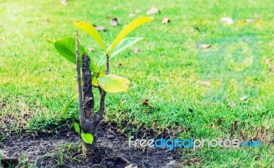 Planted Growing In The Garden Stock Photo