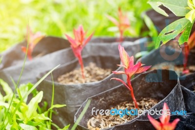 Planted In Plastic Bags At Garden Stock Photo