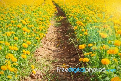 Planted Marigolds With A Walkway Stock Photo