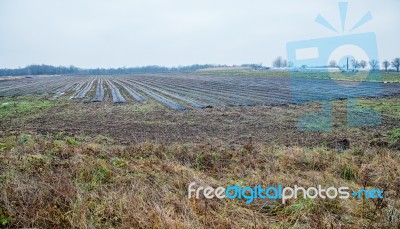 Planted Strawberries Covered With Plastic Stock Photo