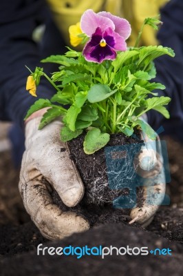 Planting A Shrub Stock Photo