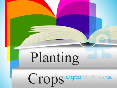 Planting Crops Indicates Agrarian Cultivation And Field Stock Image