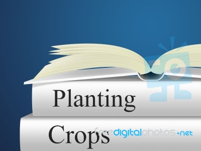 Planting Crops Indicates Plants Farmland And Cultivating Stock Image