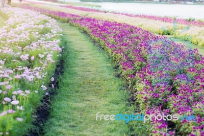 Planting Flowers And Paths Stock Photo