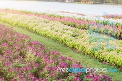 Planting Flowers In The Garden Stock Photo