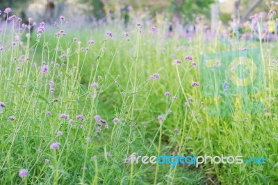 Planting Flowers With Green Grass Stock Photo