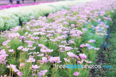 Planting Of Cosmos Flowers Stock Photo