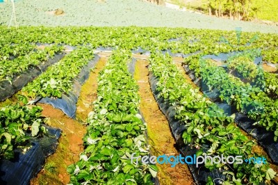 Planting Strawberries On Mountain Stock Photo