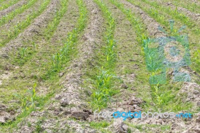 Planting Sugarcane Stock Photo