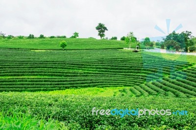 Planting Tea With Green Nature Stock Photo