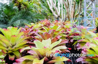 Planting The Bromeliad ( Aechmea Fasciata ) Stock Photo