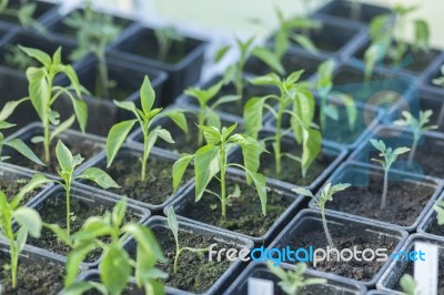 Plants At The Nursery Stock Photo