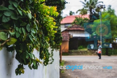 Plants Growing On A Wall Stock Photo