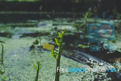 Plants Growing On The Water Stock Photo