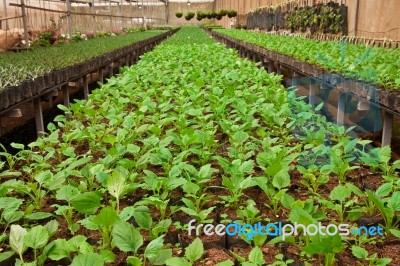 Plants In Glasshouse Stock Photo