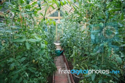 Plants Of Tomatoes Stock Photo