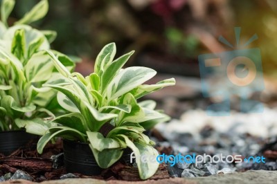 Plants On Pots Stock Photo