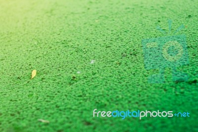 Plants With Natural Background Stock Photo