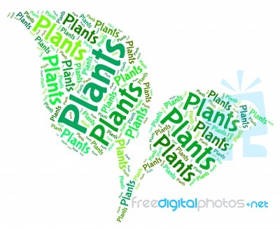 Plants Word Representing Foilage Botany And Text Stock Image