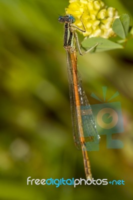 Platycnemis Acutipennis Damselfly Insect Stock Photo