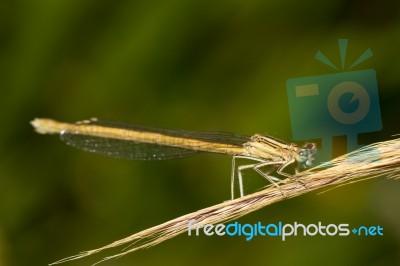 Platycnemis Acutipennis Damselfly Insect Stock Photo