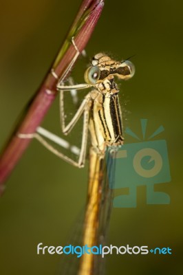 Platycnemis Acutipennis Damselfly Insect Stock Photo