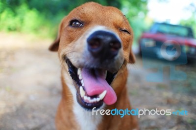 Playful Brown Dog Stock Photo