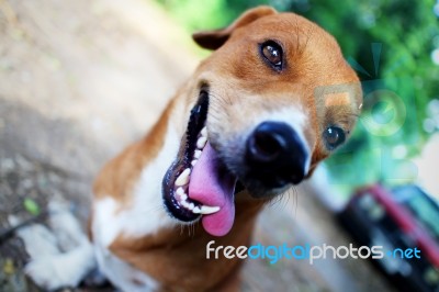 Playful Brown Dog Stock Photo