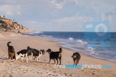 Playful Dogs In The Beach Stock Photo