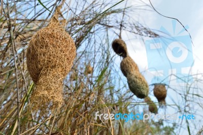 Ploceus Nests Stock Photo